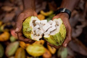 geffnete Kakaofrucht